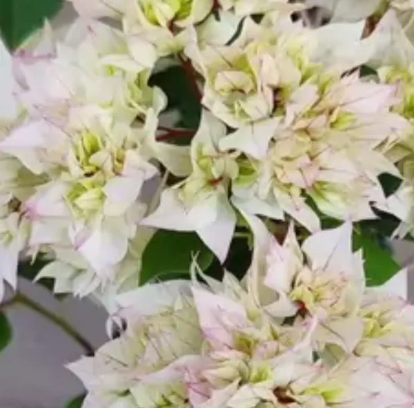 White_Cherry_Blossom_Mahara_Bougainvillea_Flower_Plant
