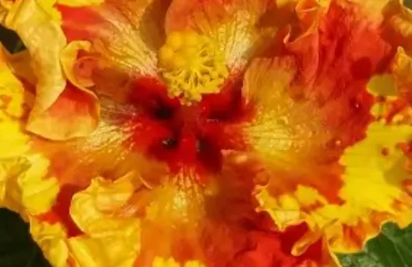 Yellow_American_Variety_Hibiscus_Flower_Plant