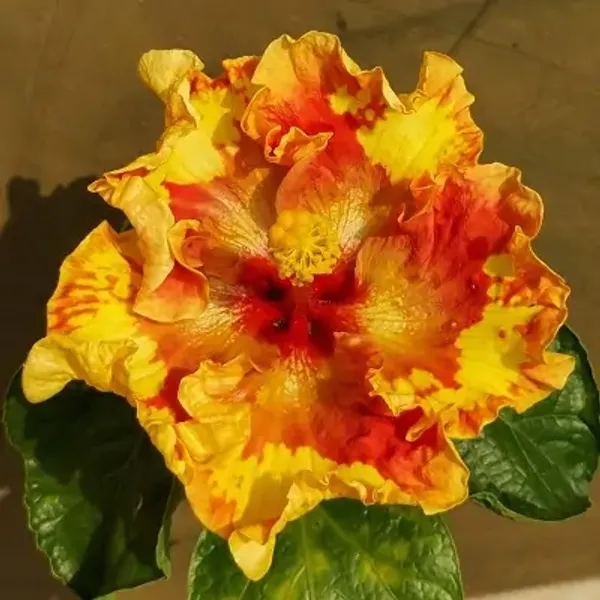 Yellow_American_Variety_Hibiscus_Flower_Plant