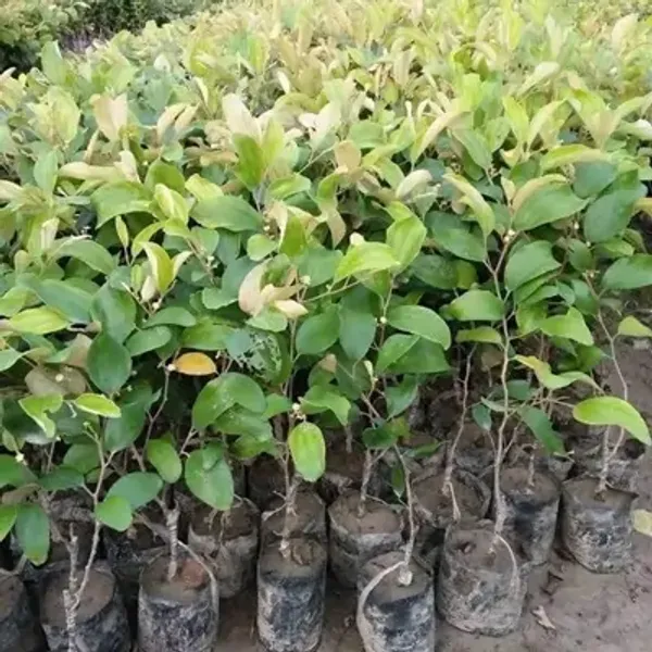 Ball_Sundari_Apple_Ber_Grafted_Fruit_Plant