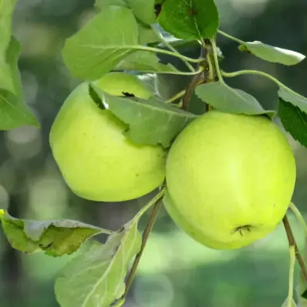 Green_Apple_Fruit_Plant