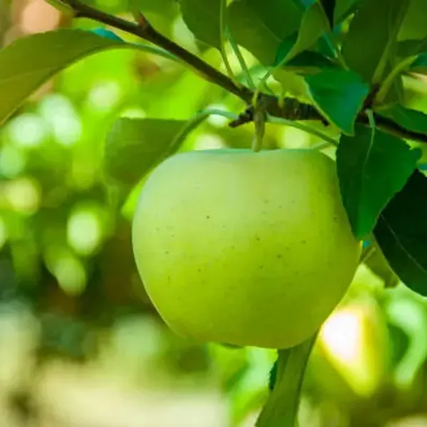 Green_Apple_Fruit_Plant