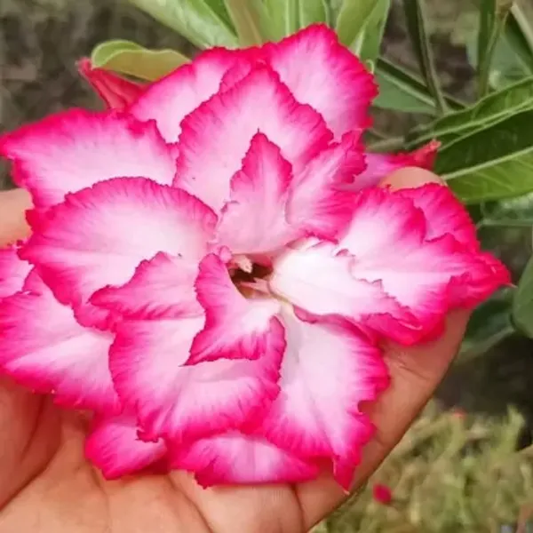 Pink_Adenium_Desert_Rose_Plant