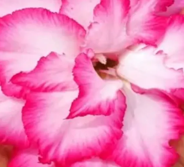 Pink_Adenium_Desert_Rose_Plant