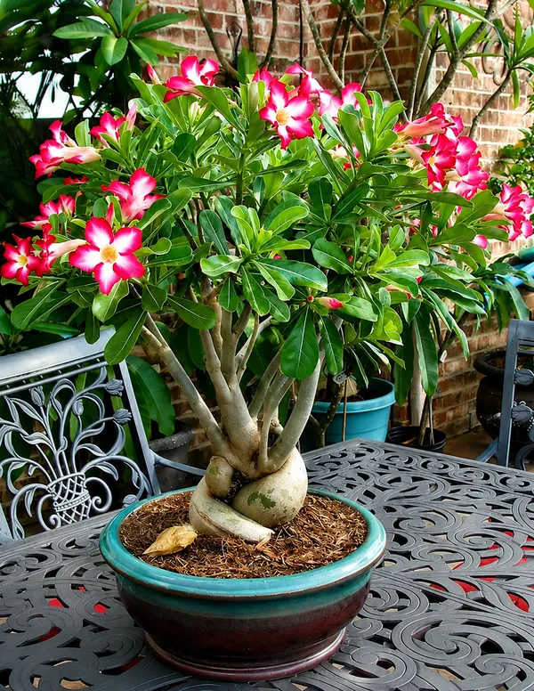 Pink_Adenium_Desert_Rose_Plant