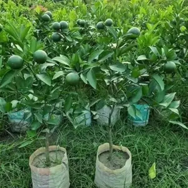 Green_Pakistani_Malta_Grafted_&_Amp_Hybrid_Lemon_Fruit_Plant