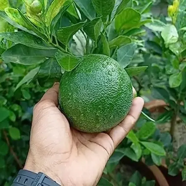 Green_Pakistani_Malta_Grafted_&_Amp_Hybrid_Lemon_Fruit_Plant