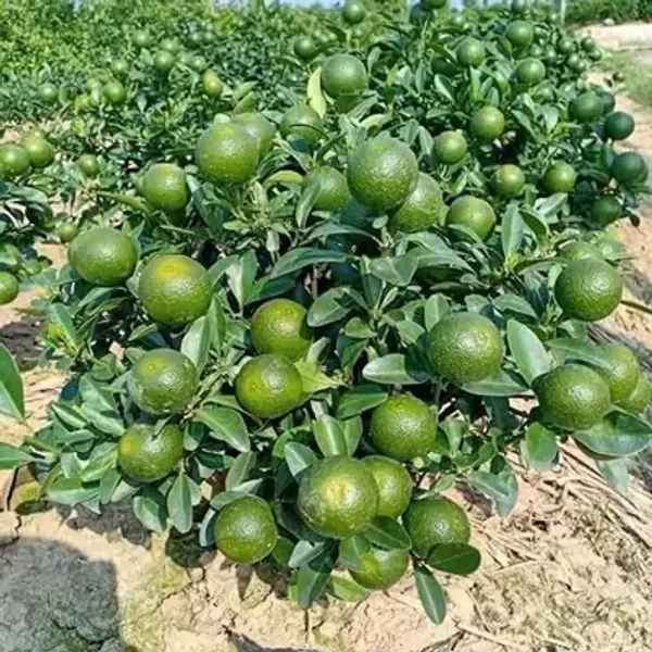 Green_Pakistani_Malta_Grafted_&_Amp_Hybrid_Lemon_Fruit_Plant