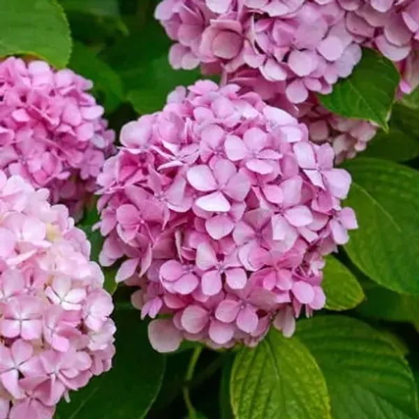 Pink_Hybrid_Hydrangea_Flower_Plants