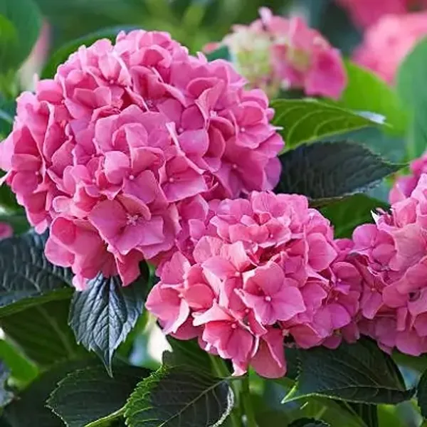 Pink_Hybrid_Hydrangea_Flower_Plants