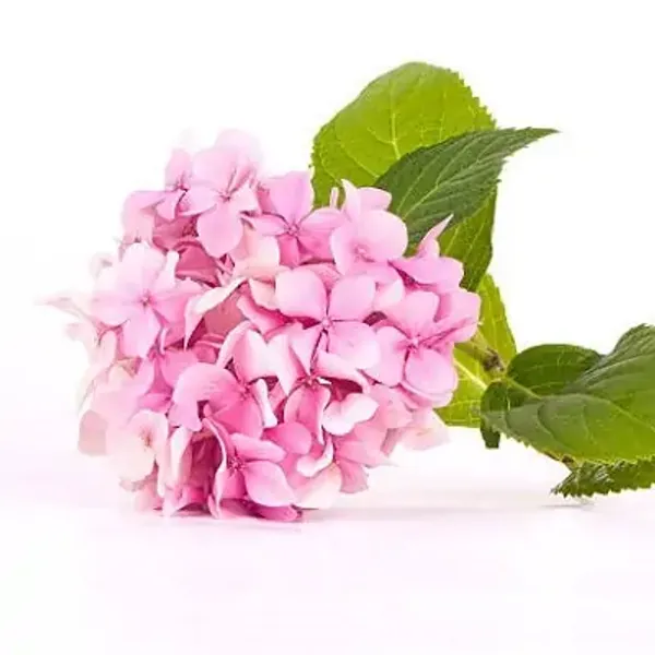Pink_Hybrid_Hydrangea_Flower_Plants