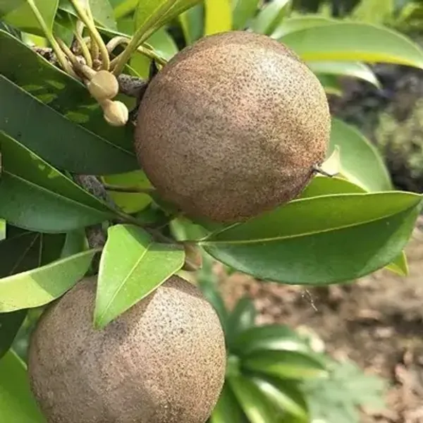 California_Chikoo_Fruit_Plant