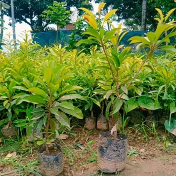 California_Chikoo_Fruit_Plant