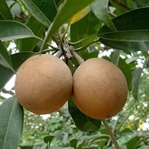 California_Chikoo_Fruit_Plant