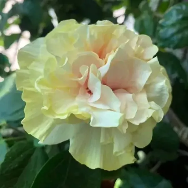 Yellow_Double_Petal_Variety_Grafted_Hibiscus_Flower_Plant