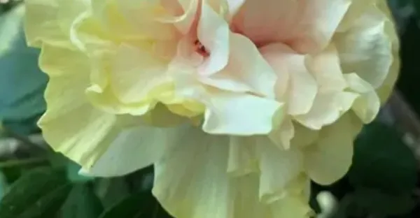 Yellow_Double_Petal_Variety_Grafted_Hibiscus_Flower_Plant