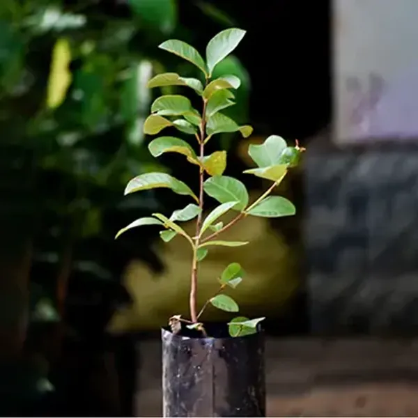Green_Thai_Pink_All_Time_Guava_Grafted_&_Amp_Hybrid_Fruit_Plant