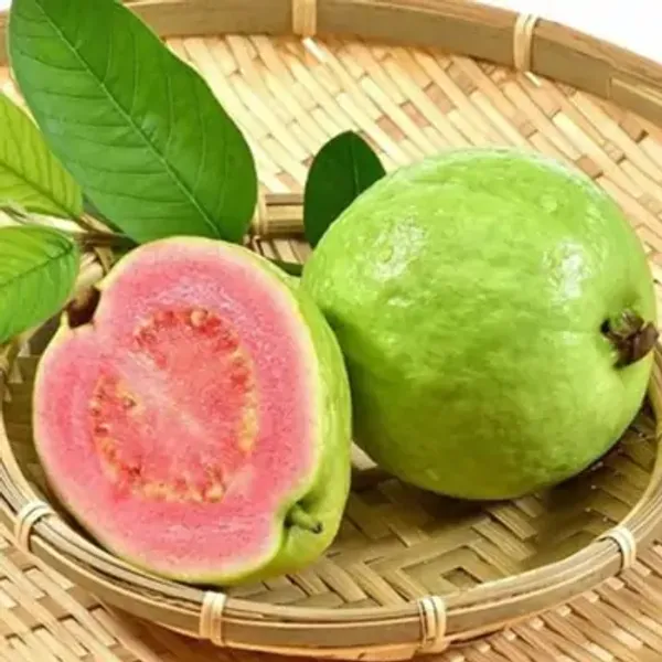 Green_Thai_Pink_All_Time_Guava_Grafted_&_Amp_Hybrid_Fruit_Plant