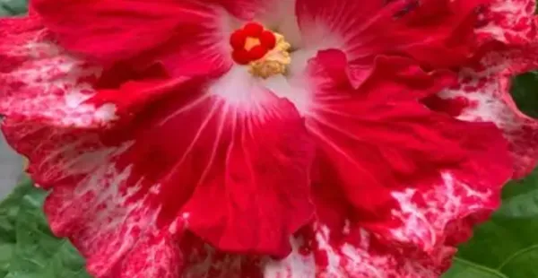 Red_American_Variety_Hibiscus_Flower_Plants