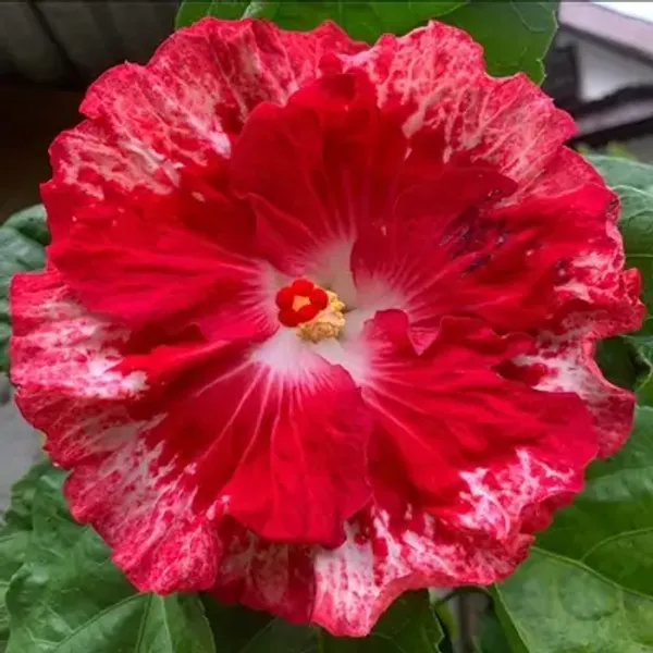 Red_American_Variety_Hibiscus_Flower_Plants