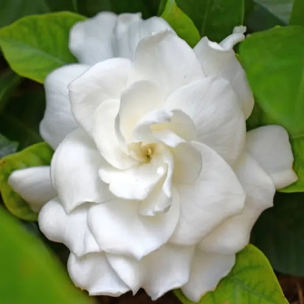 White_Arabian_Jasmine_Perfuming_Flower_Plant
