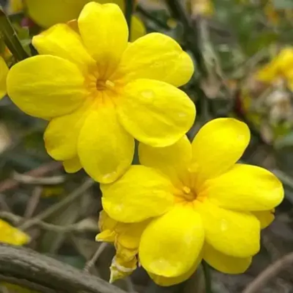 Yellow_Cape_Jasmine_Perfuming_Flower_Plant