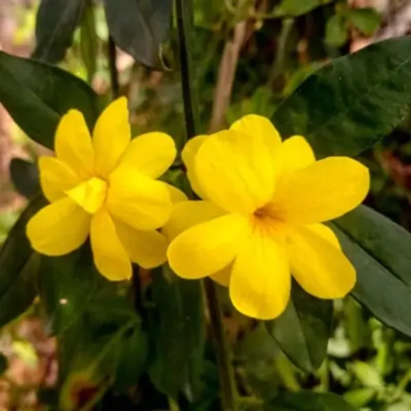 Yellow_Cape_Jasmine_Perfuming_Flower_Plant