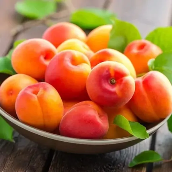 Red_Americana_Tropical_Golden_Apricot_Grafted_Fruit_Plant