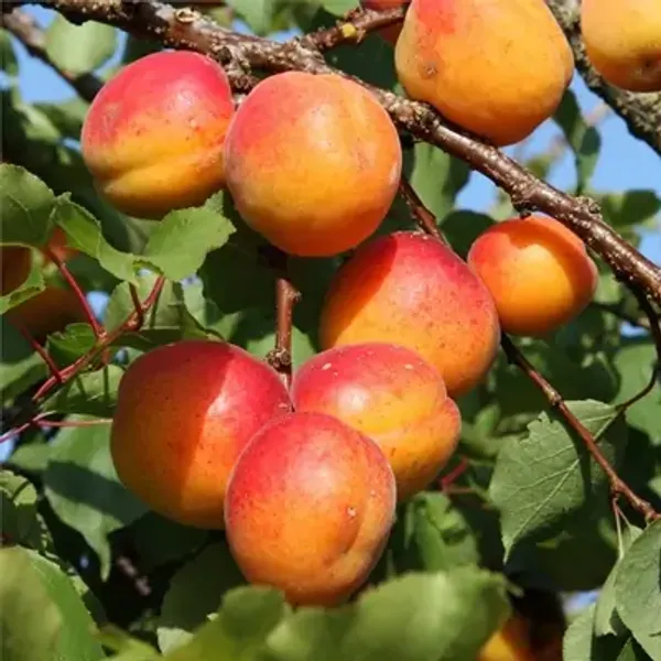 Red_Americana_Tropical_Golden_Apricot_Grafted_Fruit_Plant