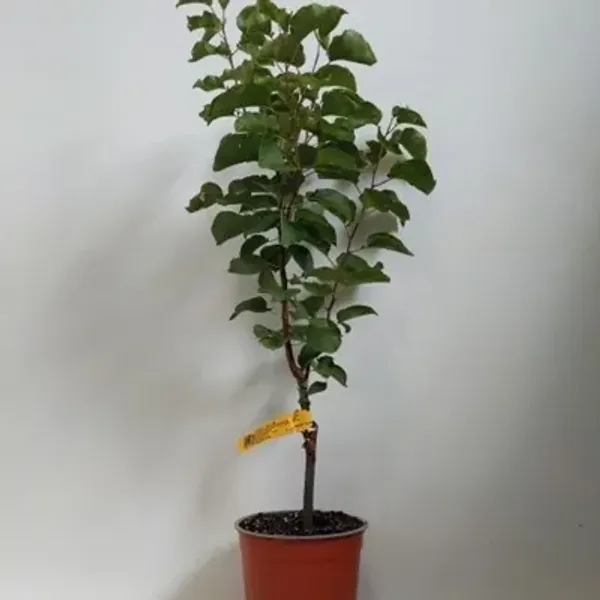 Red_Americana_Tropical_Golden_Apricot_Grafted_Fruit_Plant