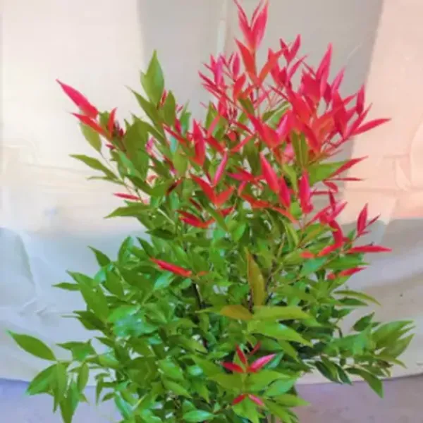 Orange_Syzygium_Christina_Tropical_Live_Plant