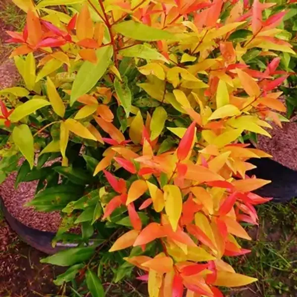 Orange_Syzygium_Christina_Tropical_Live_Plant