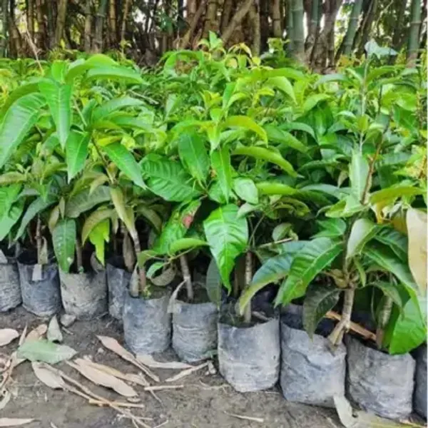 Purple_Chiangmai_Mango_Fruit_Plant