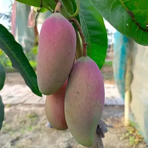 Purple_Chiangmai_Mango_Fruit_Plant