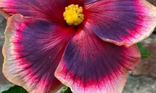 Purple_American_Variety_Grafted_Hibiscus_Flower_Plant