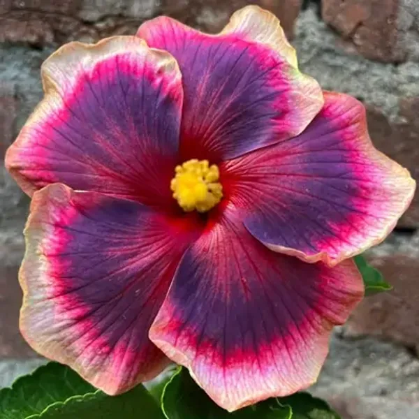 Purple_American_Variety_Grafted_Hibiscus_Flower_Plant