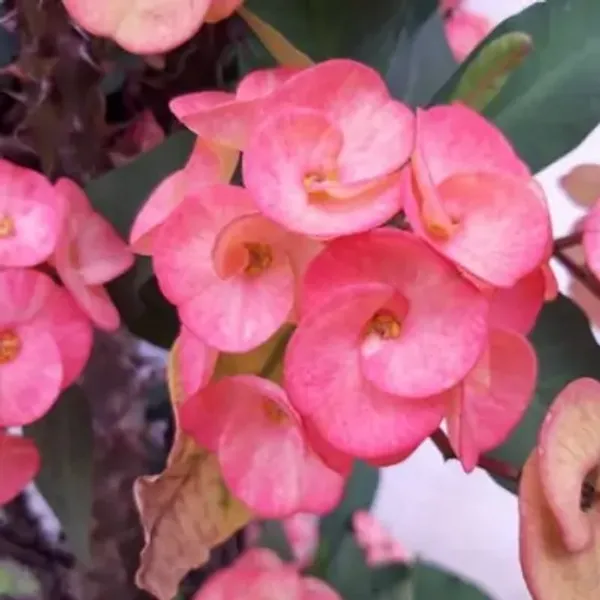 Pink_Euphorbia_Milii_Flower_Plant