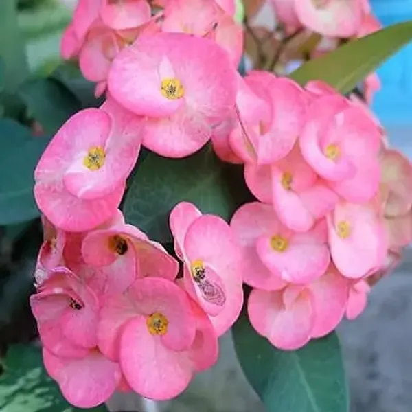Pink_Euphorbia_Milii_Flower_Plant