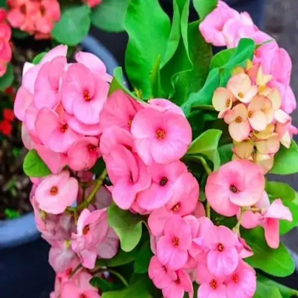 Pink_Euphorbia_Milii_Flower_Plant