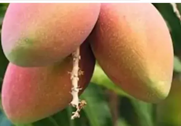 Yellow_Amrapali_Mango_Grafted_Fruit_Plant