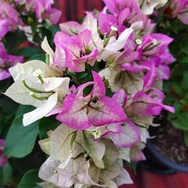 Purple_Wajid_Ali_Sha_Bougainvillea_Flower_Plant