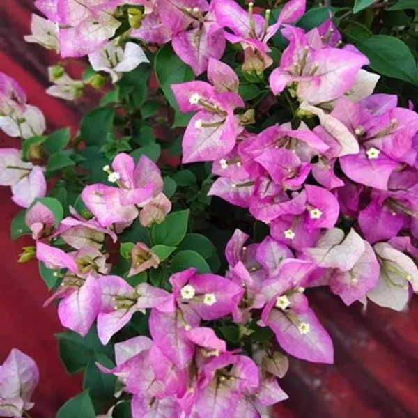Purple_Wajid_Ali_Sha_Bougainvillea_Flower_Plant