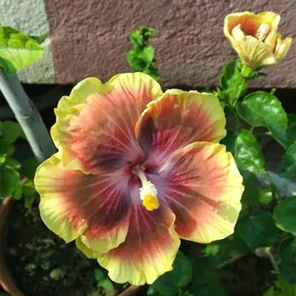 Yellow_American_Variety_Grafted_Hibiscus_Flower_Plant
