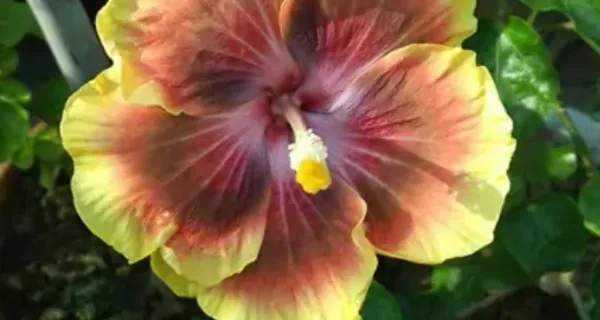 Yellow_American_Variety_Grafted_Hibiscus_Flower_Plant