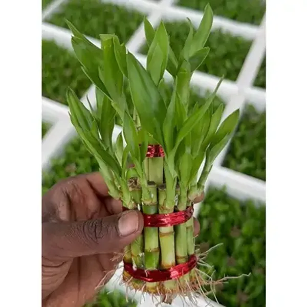 Green_Lucky_Bamboo_2_Layer