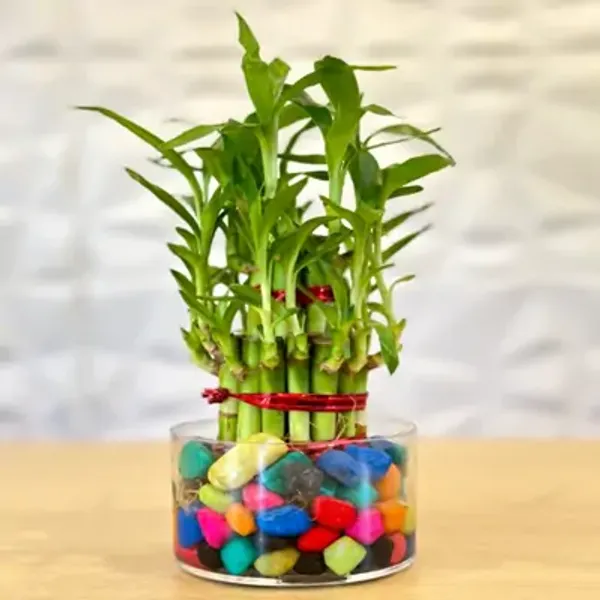 Green_Lucky_Bamboo_2_Layer