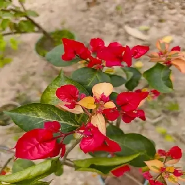 Royal_Dolphin_Bougainvillea_Plant
