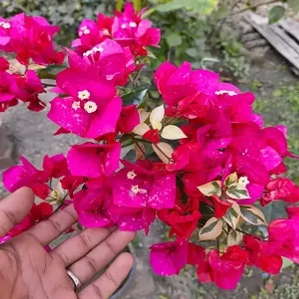 Royal_Dolphin_Bougainvillea_Plant
