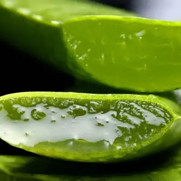 Green_Premium_Aloe_Vera_Plant