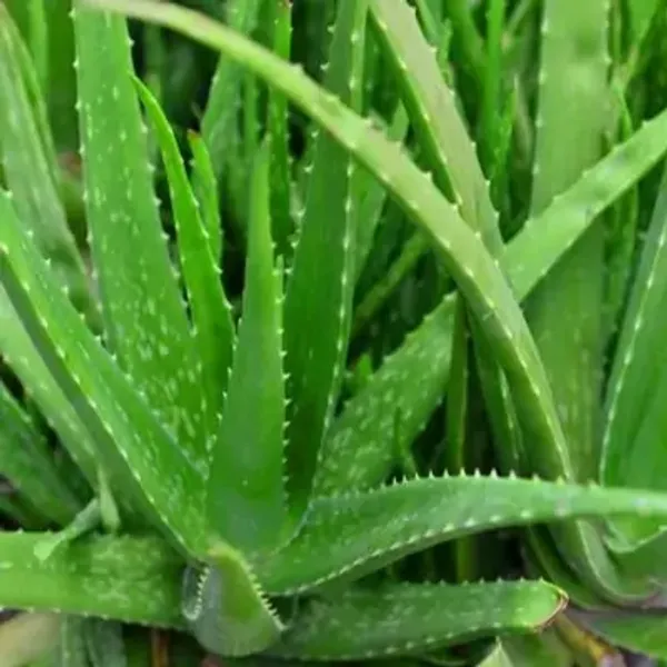 Green_Premium_Aloe_Vera_Plant